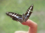 butterflyonfinger.jpg